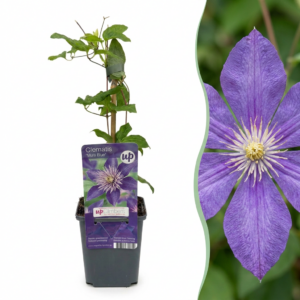 Clematis 'Multi Blue' – Bosrank – winterharde blauwe klimplant – 6 stuks, ±9 cm
