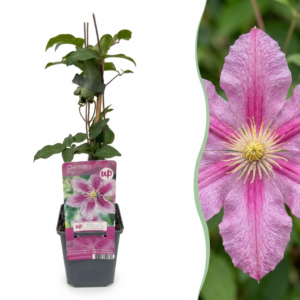 Clematis Piilu – Bosrank – winterharde klimplant – 4 stuks, ±9 cm
