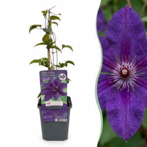 Clematis 'The President' – Bosrank – winterharde paarsblauwe klimplant – 4 stuks, ±9 cm