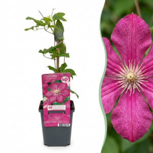 Clematis 'Ville de Lyon' – Bosrank – dieprode klimplant voor schutting – 2 stuks, ±9 cm