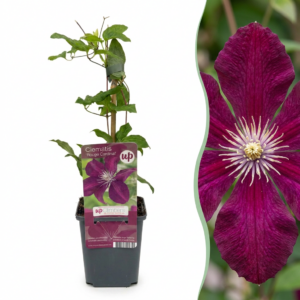 Bosrank Rouge Cardinal (Clematis 'Rouge Cardinal') – fluweelrode – 2 stuks, ±9 cm