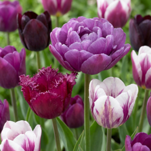 Tulipa 'Blueberry Mix' – mix van paarse, roze en blauwe tinten – 140 bollen, bolmaat 11/12