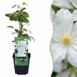 Clematis 'Huldine' – Bosrank – stralend witte klimplant – ±9 cm