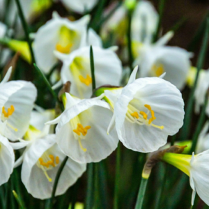 Narcissus White Petticoat – verwilderend voorjaarsbloeier – 160 bollen, bolmaat 6/8