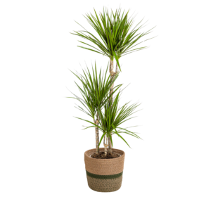 Dracaena Marginata Green met mand – grote kamerplant – 110-130 cm hoog
