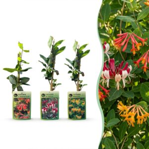 Driekleurige Kamperfoelie (Lonicera heckrottii 'Tricolour') – 9 stuks, ±9 cm