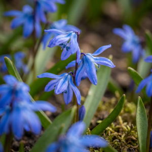 Scilla Siberica – Siberische sterhyacint – verwilderingsbollen – 400 stuks, bolmaat 7/8