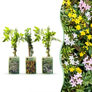 Driekleurige Jasmijn (Jasminum tricolorum) – klimplant met gele, witte – 9 stuks, ±9 cm
