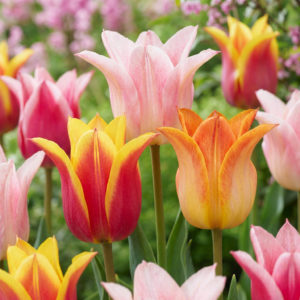 Tulipa Ballade Mix – Lelievormige Tulp – elegante bloem – 96 stuks