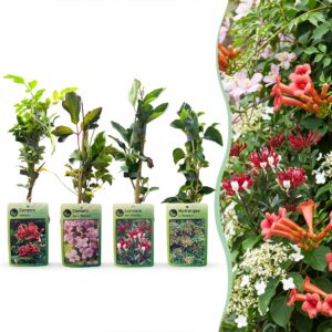 Passiflora 'Lavender Lady' klimplant – met paarse passiebloemen – 8 stuks, ±9 cm