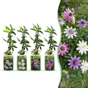 Passiflora Regenboog klimplant – set van 8 klimplanten – 8 stuks, ±9 cm