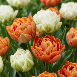 Tulp Kaarslicht (Tulipa 'Candle Light') – 96 voorjaarsbollen – 96 stuks
