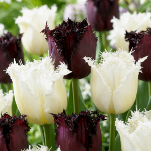 120X Tulipa Breakdance Mix - Tulp Breakdance Mix - Diversen - Voorjaarsbloeier - Bolmaat 11/12