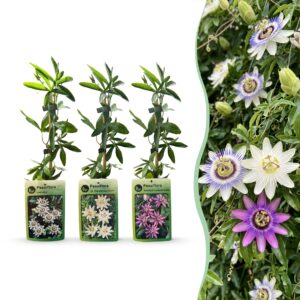 Passiebloem Tricolour (Passiflora caerulea 'Tricolour') – winterharde – 6 stuks, ±9 cm