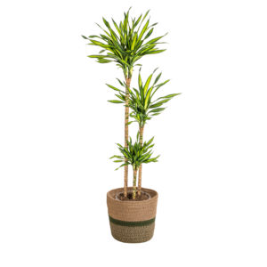 Dracaena Deremensis 'Rikki' met mand – grote kamerplant – 130-150 cm hoog