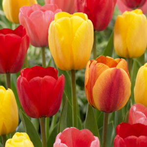 120X Tulipa Darwin Hybride Mix - Darwin-Tulp Mix - Diversen - Voorjaarsbloeier - Bolmaat 11/12