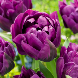 Dubbele Lila Tulp (Tulipa 'Double Lilac') – pioenachtige bloem – 96 stuks