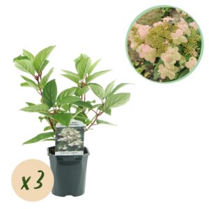 Pluimhortensia 'Wims Red' – 3 stuks, pot 17 cm, ±50 cm hoog