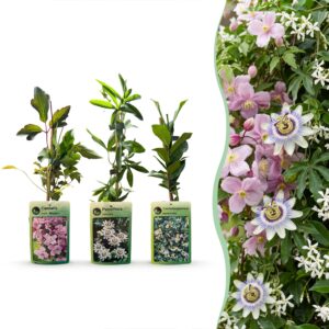 Klimplaat Tricolor – driekleurige klimplant met roze, wit – 3 stuks, ±9 cm