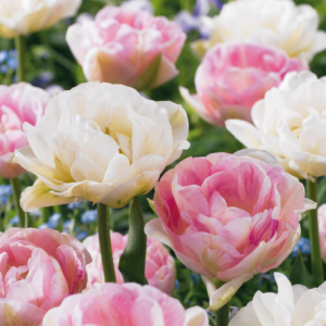 96X Tulipa Double Sensation - Gevulde Tulp - Diversen - Voorjaarsbloeier - Bolmaat 11/12