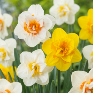 240X Narcissus Double Mix - Gevulde Narcis Mix - Diversen - Voorjaarsbloeier - Bolmaat 10/12