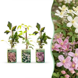 Clematis montana 'Tricolour' – Bergclematis – klimplant met wit – 3 stuks, ±9 cm