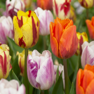 120X Tulipa Flaming Beauty Mix - Tulp Flaming Beauty Mix - Diversen - Voorjaarsbloeier - Bolmaat 11/12