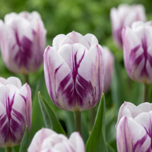 120X Tulipa Flaming Flag - Tulp Vlammende Vlag - Wit En Paars - Voorjaarsbloeier - Bolmaat 11/12
