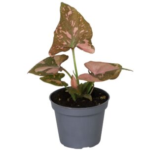 Syngonium Pink Splash - Roze Spatplant - Groen - Roze - Tropisch - Ø6Cm - ↕10Cm