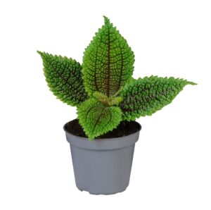 Pilea Moon Valley - Maandalvallei-Pilea - Groen - Tropisch - Ø6Cm - ↕12Cm
