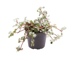 Pilea Glaucophylla Greyzy - Zilverblad Pilea - Grijs - Rood - Tropisch - Ø6Cm - ↕10Cm
