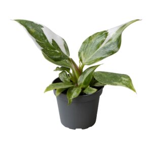 Philodendron Witte Prinses - Philodendron White Princess - Groen - Wit - Tropisch - Ø6Cm - ↕16Cm