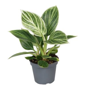 Philodendron Witte Maat - Philodendron White Measure - Groen - Wit - Tropisch - Ø6Cm - ↕10Cm