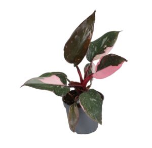 Philodendron Pink Princess Marble - Philodendron Pink Princess Marble - Groen - Roze - Tropisch - Ø6Cm - ↕12Cm