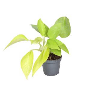 Philodendron Neon - Philodendron Neon - Geel - Tropisch - Ø6Cm - ↕15Cm