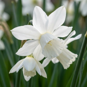 240X Narcissus Botanical White Mix - Botanische Witte Narcis Mix - Wit - Voorjaarsbloeier - Bolmaat 10/12