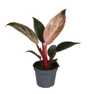 Philodendron Pink Bikini - Philodendron Pink Bikini - Groen - Roze - Tropisch - Ø6Cm - ↕10Cm