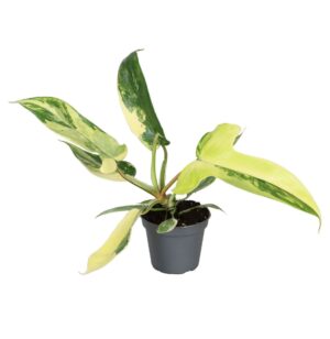Philodendron Florida Beauty - Philodendron Florida Beauty - Groen - Geel - Tropisch - Ø6Cm - ↕13Cm