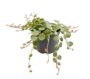 Peperomia Prostrata - Schildpadpeperomia - Groen - Tropisch - Ø6Cm - ↕6Cm
