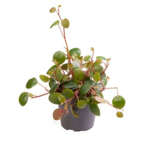 Peperomia Pepperspot - Peperomia Pepperspot - Groen - Rood - Tropisch - Ø6Cm - ↕10Cm