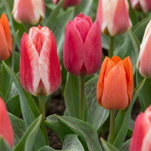 160X Tulipa Greigii Mix - Greigii-Tulp Mix - Diversen - Voorjaarsbloeier - Bolmaat 11/14