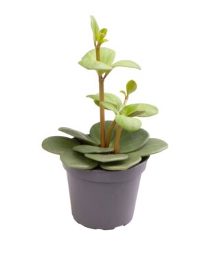 Peperomia Hope - Peperomia Hope - Groen - Tropisch - Ø6Cm - ↕12Cm