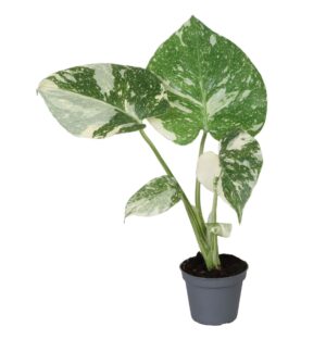 Monstera Thai Constellation - Monstera Thai Constellation - Groen - Wit - Tropisch - Ø6Cm - ↕14Cm