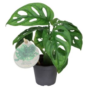 Monstera Obliqua - Monstera Obliqua - Groen - Tropisch - Ø6Cm - ↕12Cm
