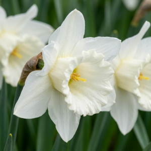 120X Narcissus Mount Hood - Trompetnarcis - Wit - Voorjaarsbloeier - Bolmaat 10/12