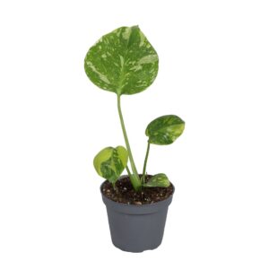 Monstera Deliciosa Electro Light – Gatenplant – compacte tropische – ±6 cm