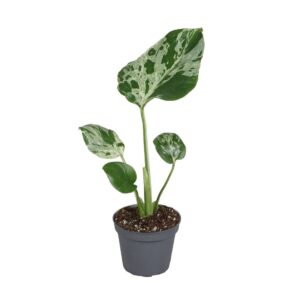 Monstera Deliciosa – compacte tropische kamerplant – ±6 cm