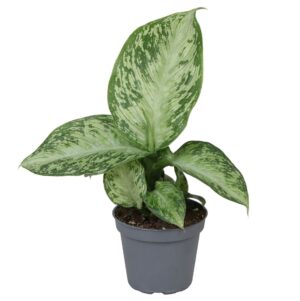 Sneeuwdieffenbachia (Dieffenbachia 'Snow') – tropische kamerplant – ±6 cm