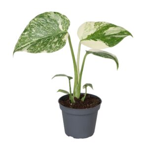 Monstera Creme Brulee – bontbladerige tropische kamerplant – ±6 cm