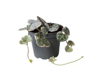 Bonte Rozenketting (Ceropegia woodii 'Variegata') – hangplant – ±6 cm